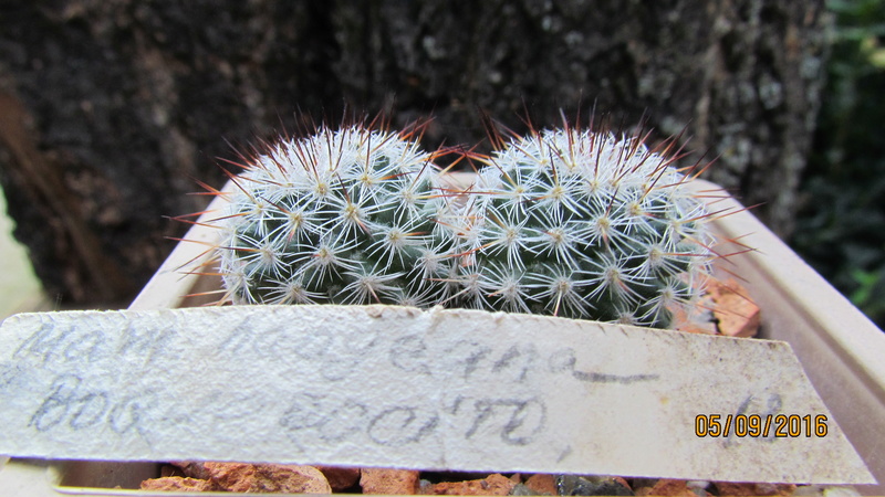 Cacti on logs. 4 M_haag11