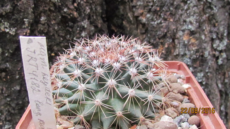 Cacti on logs. 4 M_heyd10