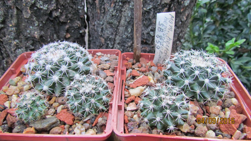 Cacti on logs. 4 M_heyd11