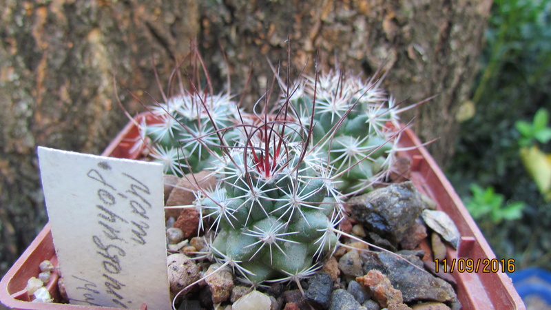 Cacti on logs. 4 M_john10