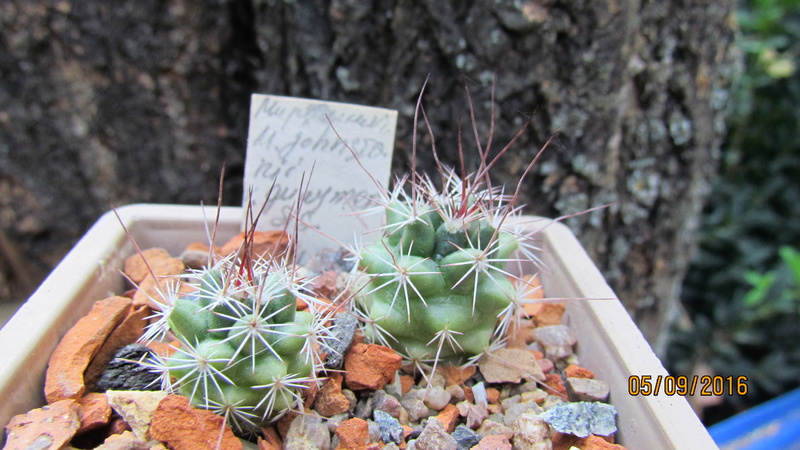 Cacti on logs. 4 M_john11