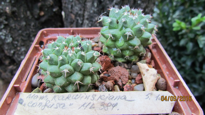 Cacti on logs. 4 M_karw10