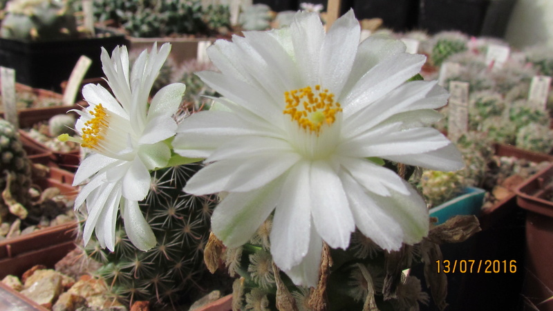 Cacti on logs. M_ther11