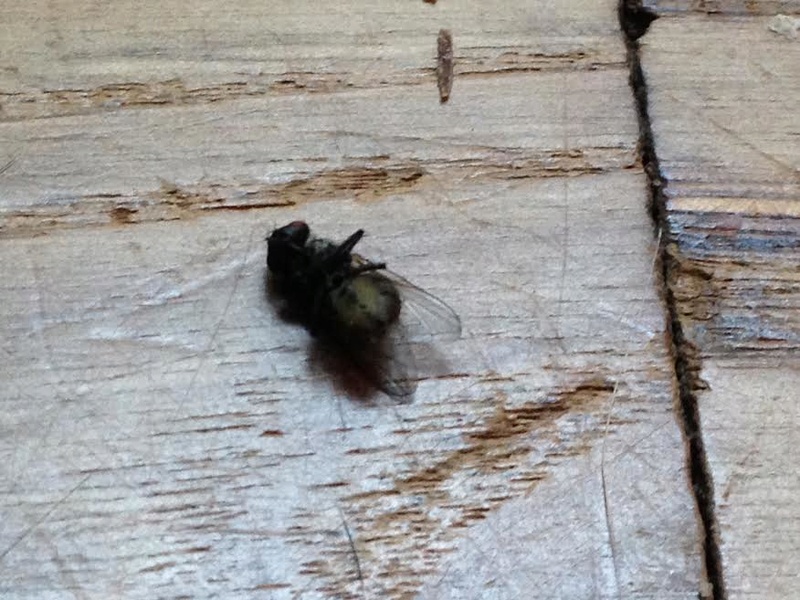 invasion de mouches sur notre façade de maison Mouche10