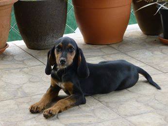  Chiot femelle Royal Bourbon Tite_f10