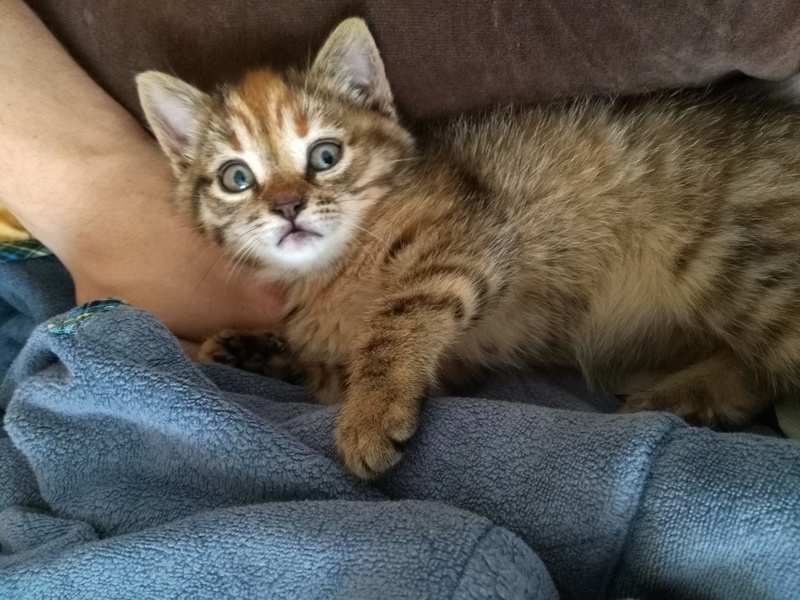 Petite chatte de 1 mois et demi déclarée FIV ! HELP !  Img_2019