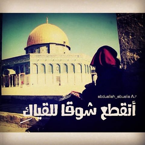 صور فلسطين  11821910