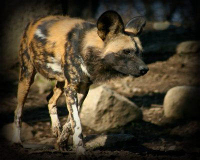 Acceptable Canine Breeds Africa10