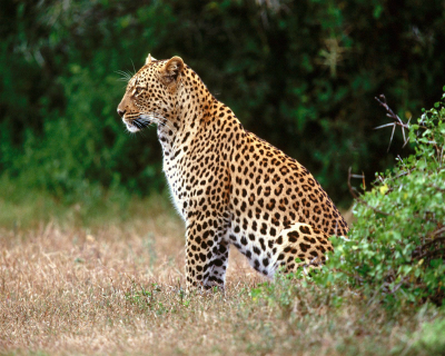 Acceptable Feline Breeds Africa11