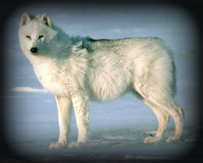 Acceptable Canine Breeds Arctic10