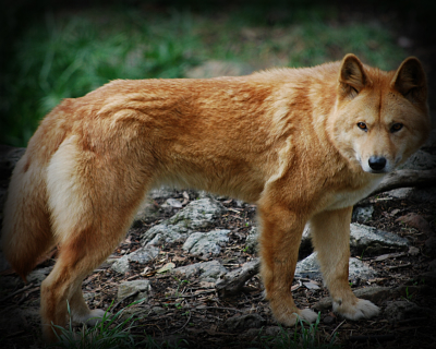 Acceptable Canine Breeds Dingo10