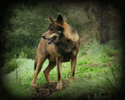 Acceptable Canine Breeds Iberia10