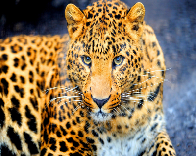 Acceptable Feline Breeds Jaguar10