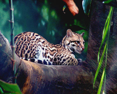 Acceptable Feline Breeds Ocelot11