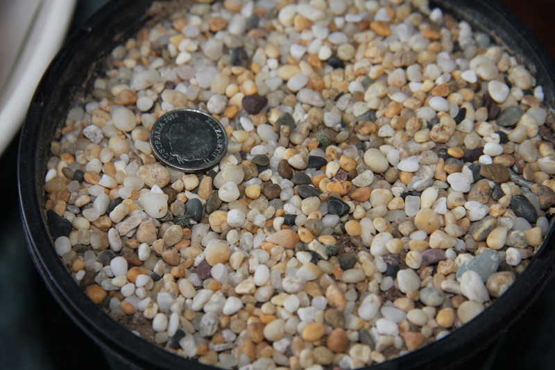 Does E. ancistrophora grow *this* slowly (photos) Img_0010