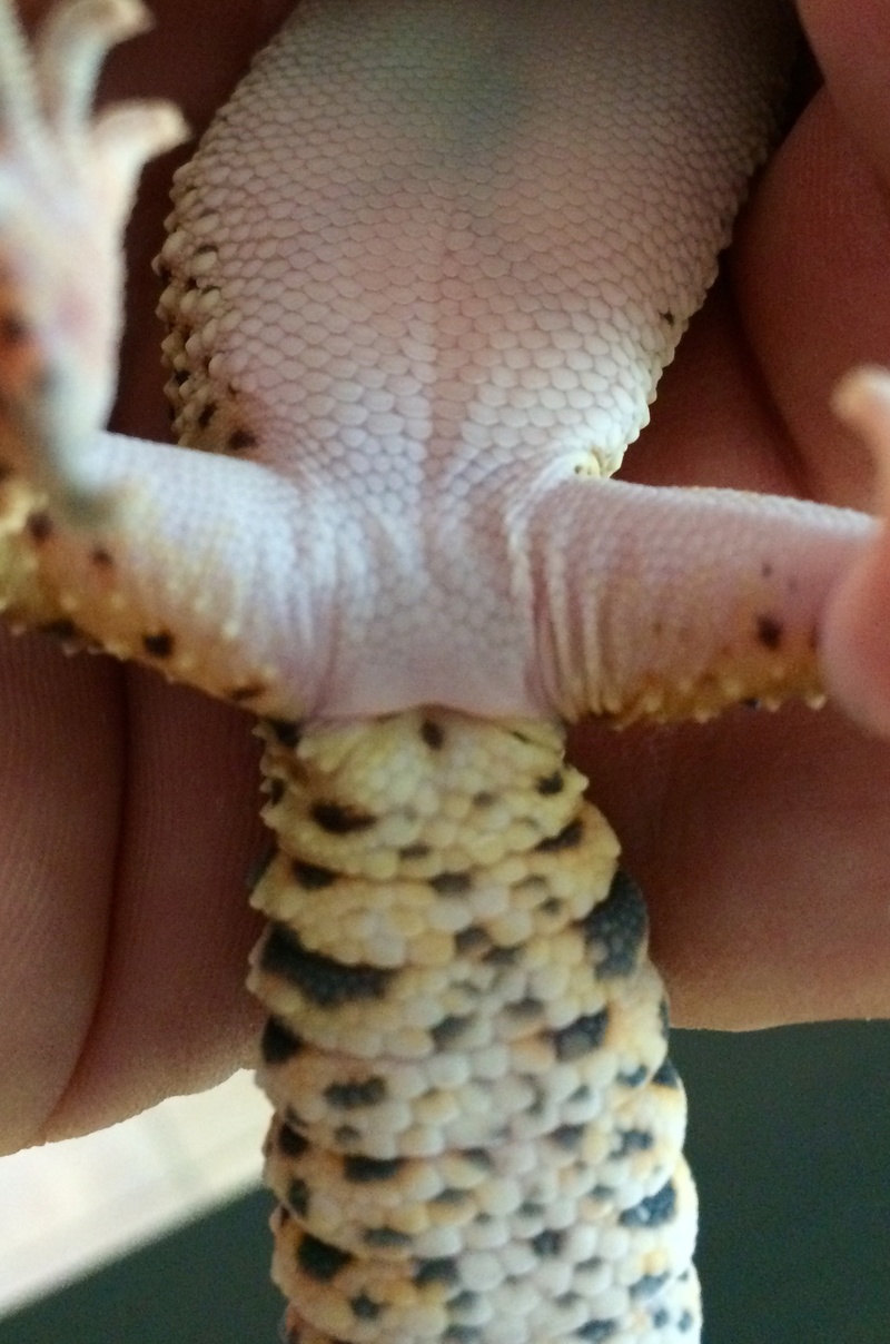 Gecko Leopard Image210