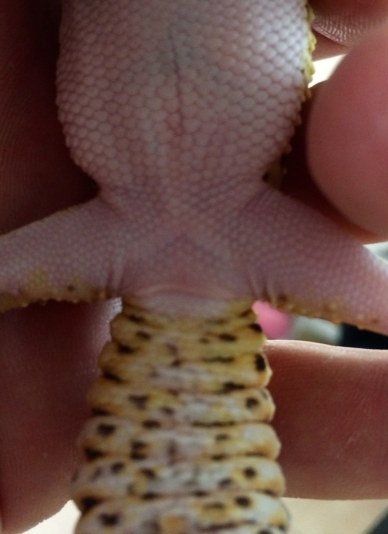 Gecko Leopard Image410