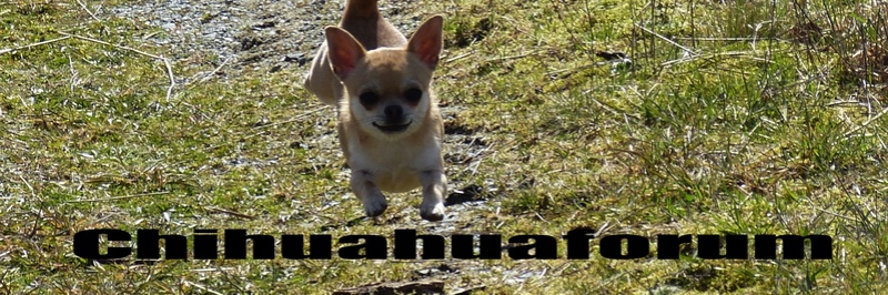 Chihuahuaforum