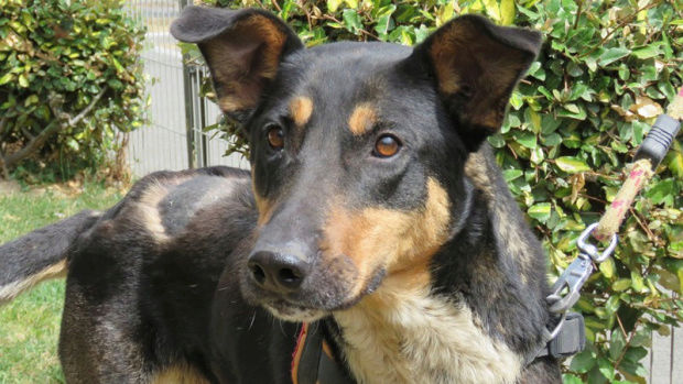 TCHINA, x beauceronne née en 2011 Tchina10