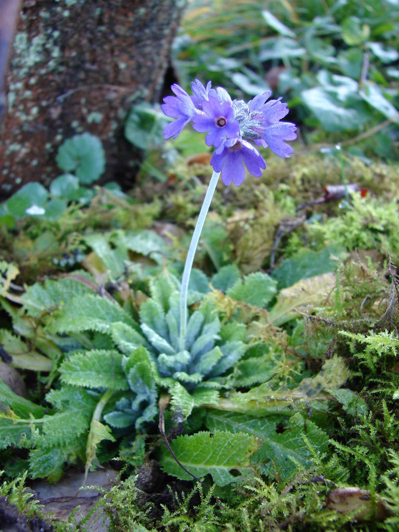 Comment cultiver Primula capitata ? 10010