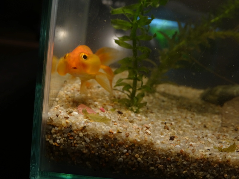 Urgent : Donne poisson bubble eyes Dsc01513