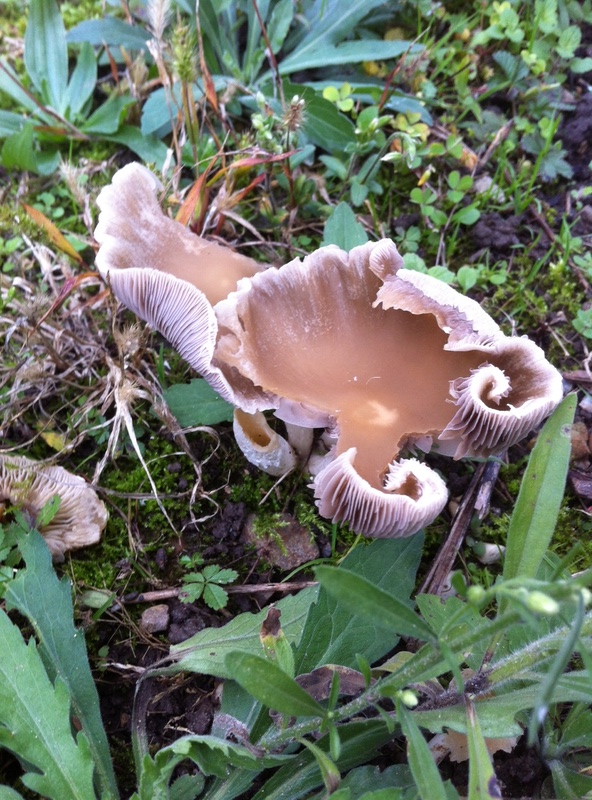 Identification champignon Jardin Photo_13