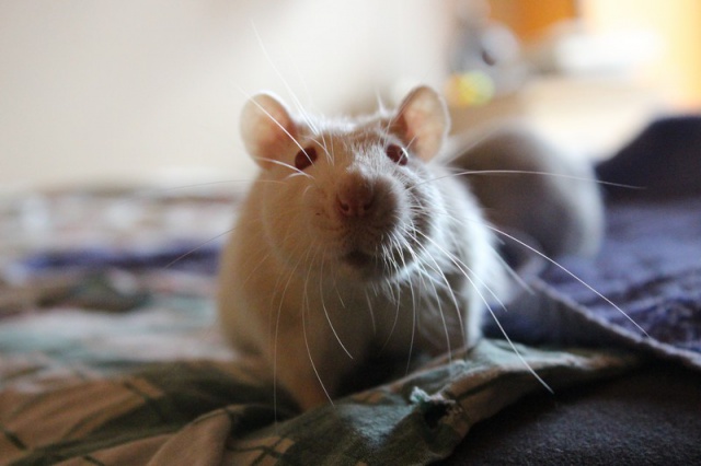 Hop, rat mâle castré, né en 2015 41175910