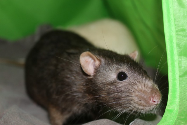 Quick et Flupke, rats mâles, nés en 2015 50920110