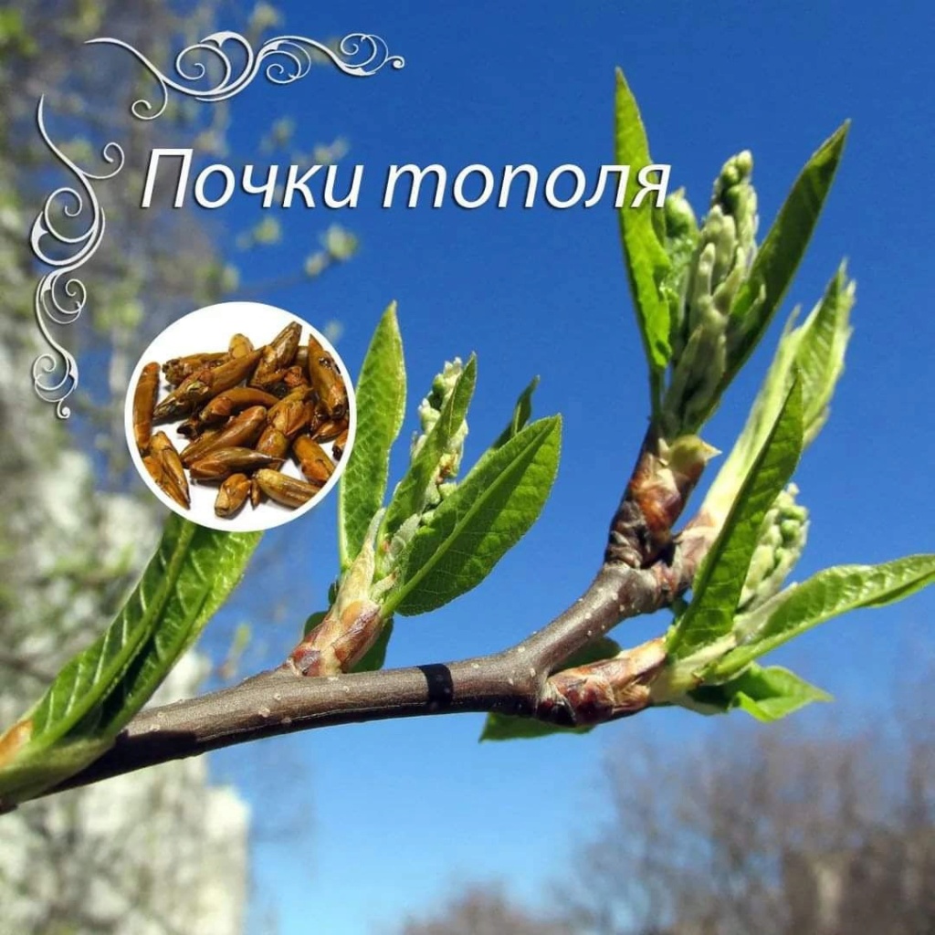 Почки тополя