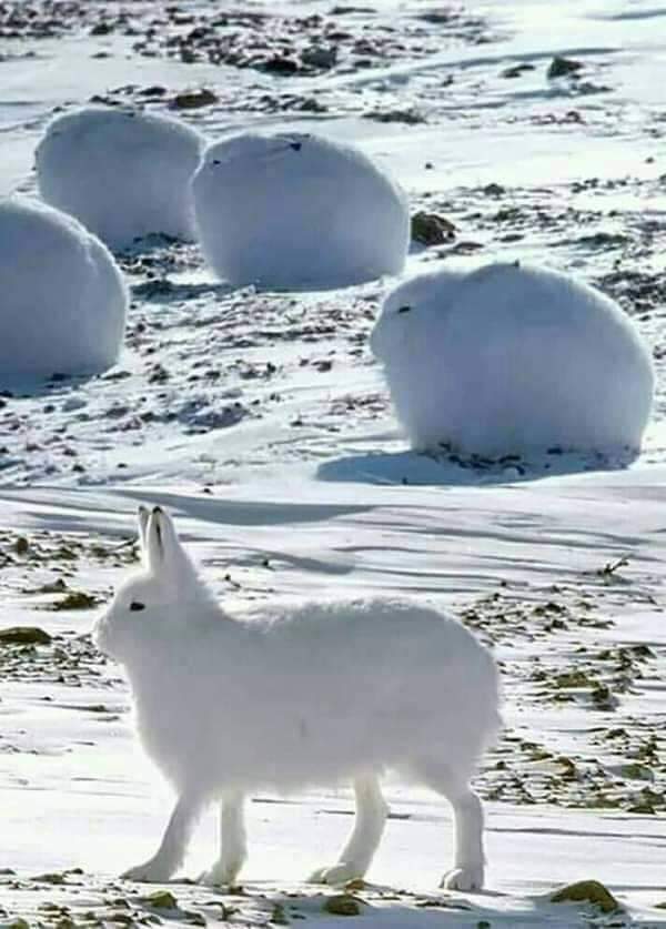 ارنب القطب الشمالي و جماله الابيض Fb_img20