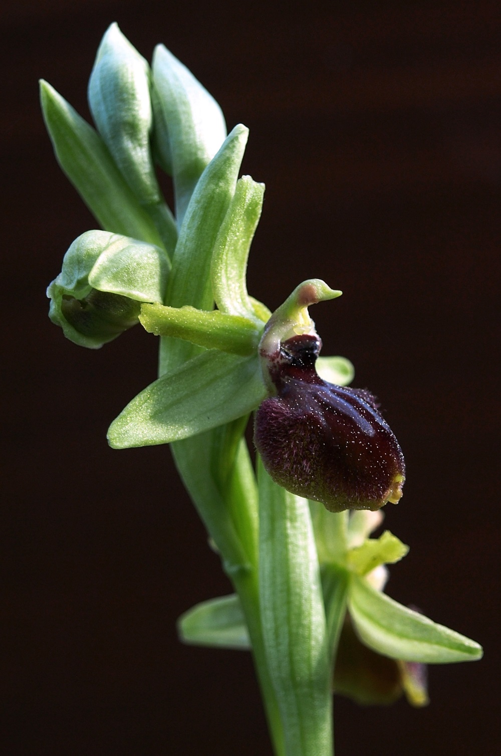 Ophrys aranifera subsp. massiliensis 0110