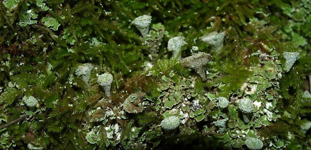 Lichens à identifier 115