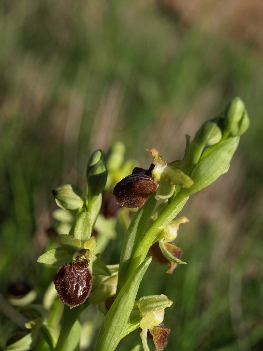 Ophrys aranifera subsp. massiliensis 117