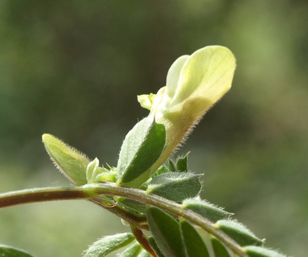 Vicia hybrida 2910