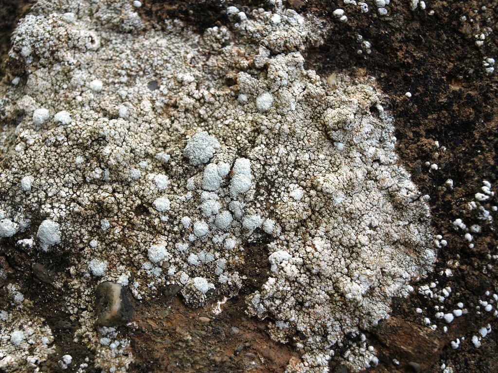 Identifier lichen 2 Aid_210