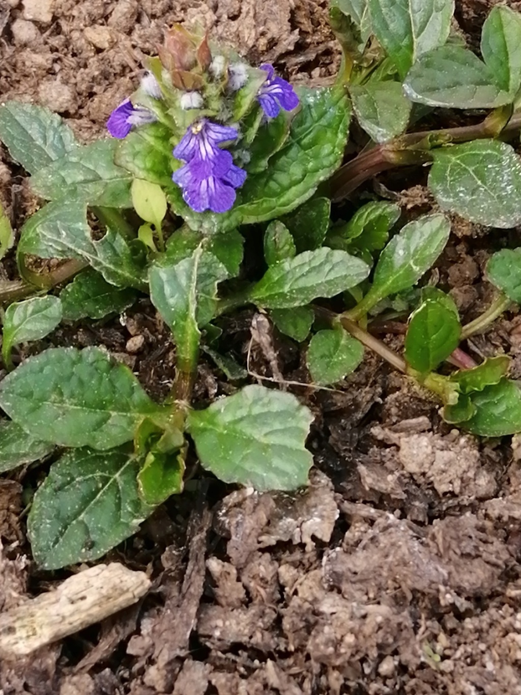 Ajuga reptans - bugle rampante - Page 2 Ajuga_11