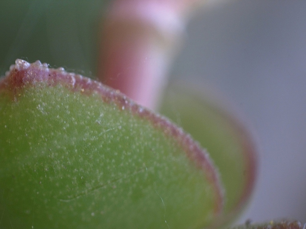 Fonction des poils sur Crassulaceae Crassu11