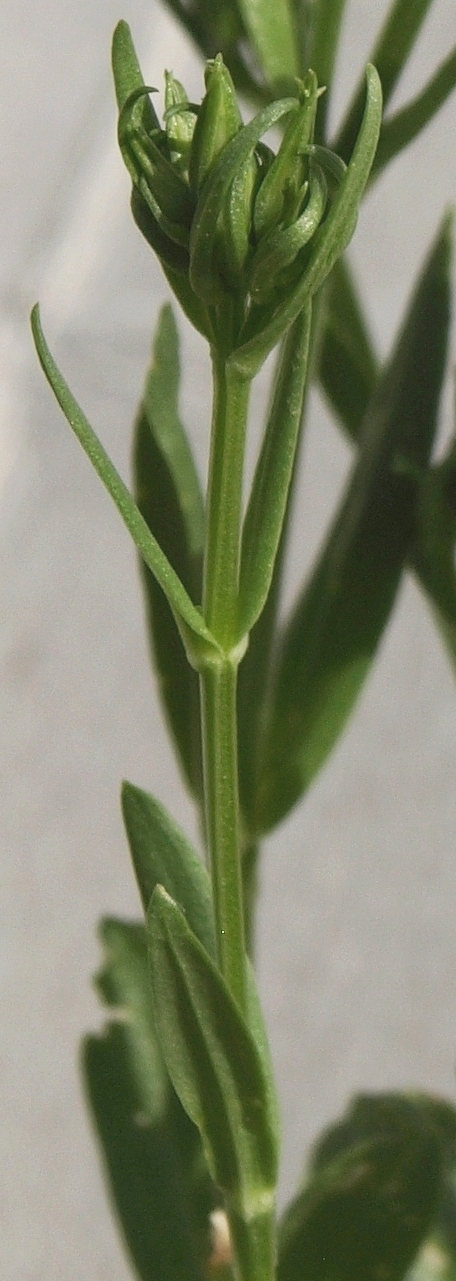 Inconnue dans mon jardin: Centaurium erythraea-[Identification] F3_4cm10