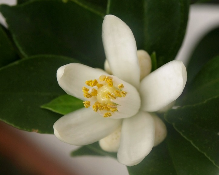 Citrus x aurantium 'Myrtifolia' Fleur11