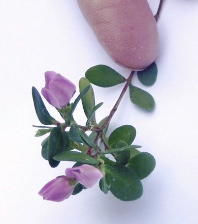 Boronia crenulata [Identification]Donnée sans le nom Image110