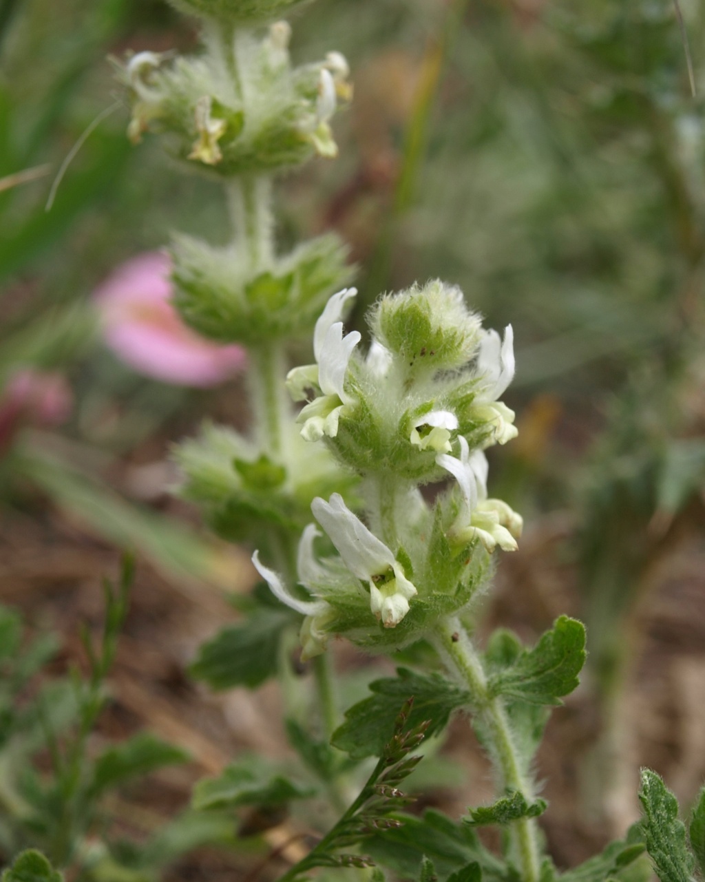 Qui est-elle ? Sideritis hirsuta ou vulgaris Inconn10