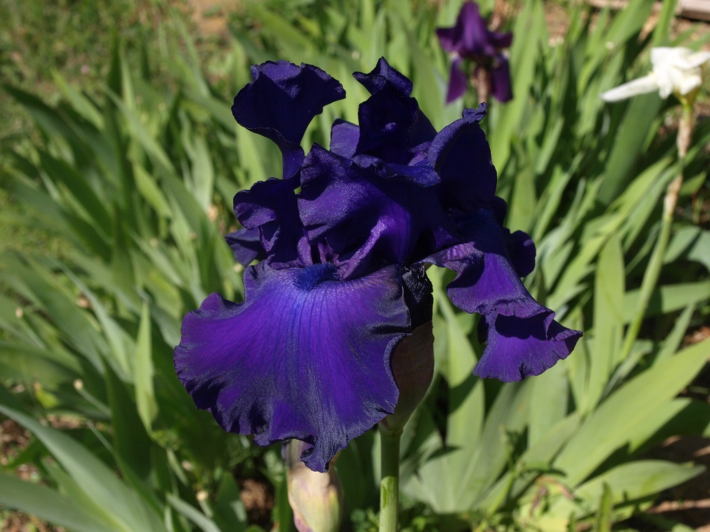 Grand iris à barbe bleue à identifier Iris_j13