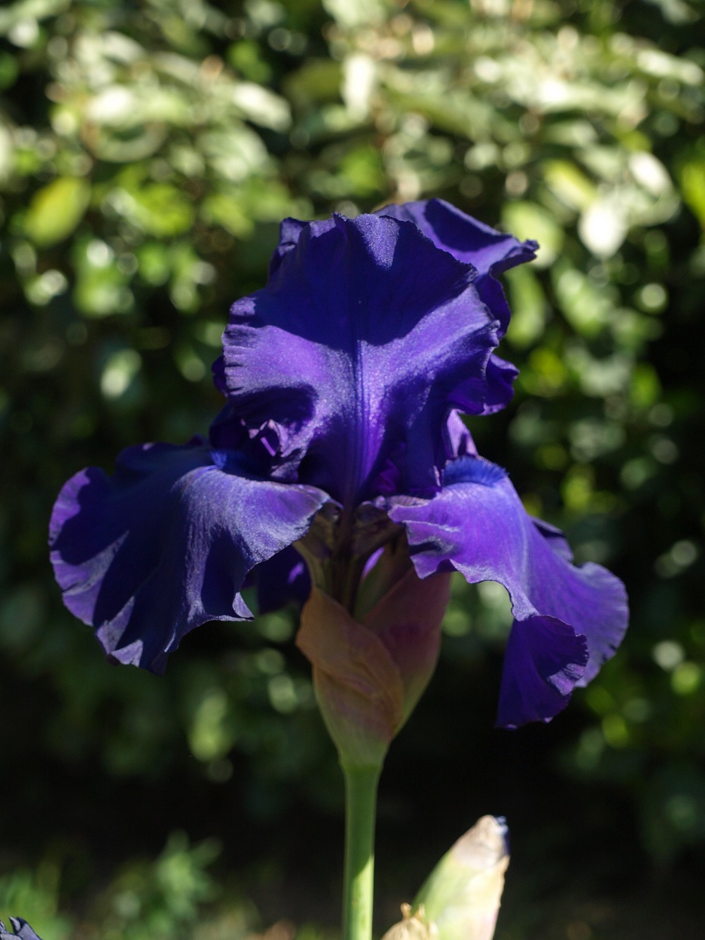 Grand iris à barbe bleue à identifier Iris_j15