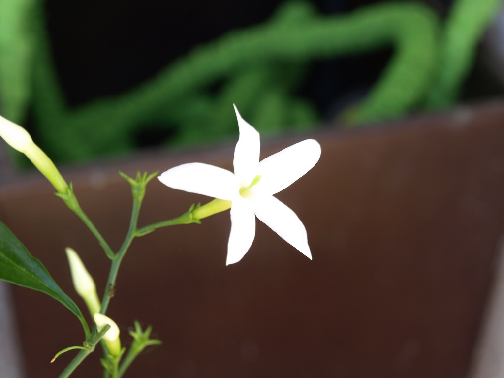 Jasminum azoricum - [identification] Jasmin10