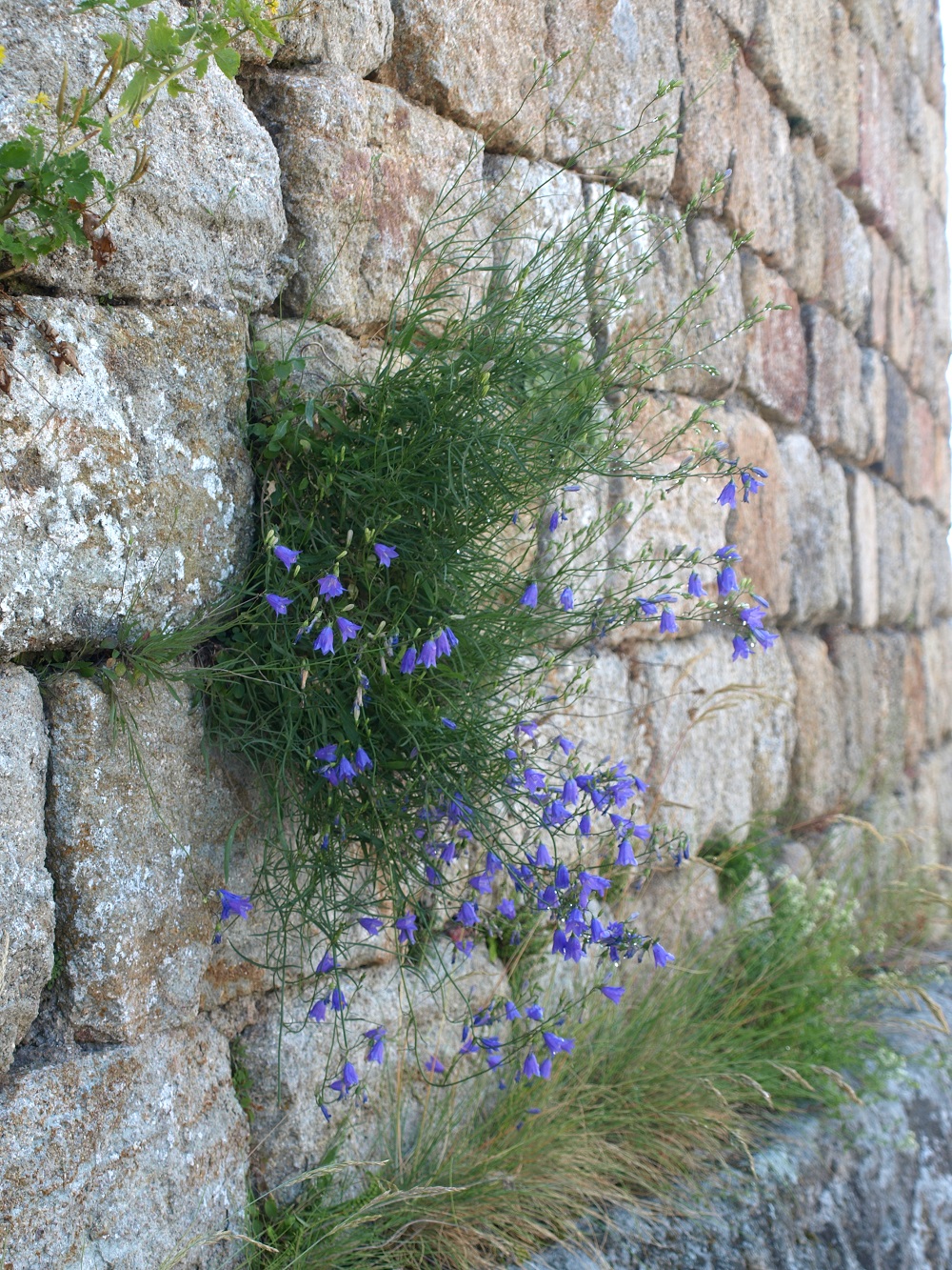 flore des vieux murs, rochers  et rocailles naturelles - Page 10 La_gar11