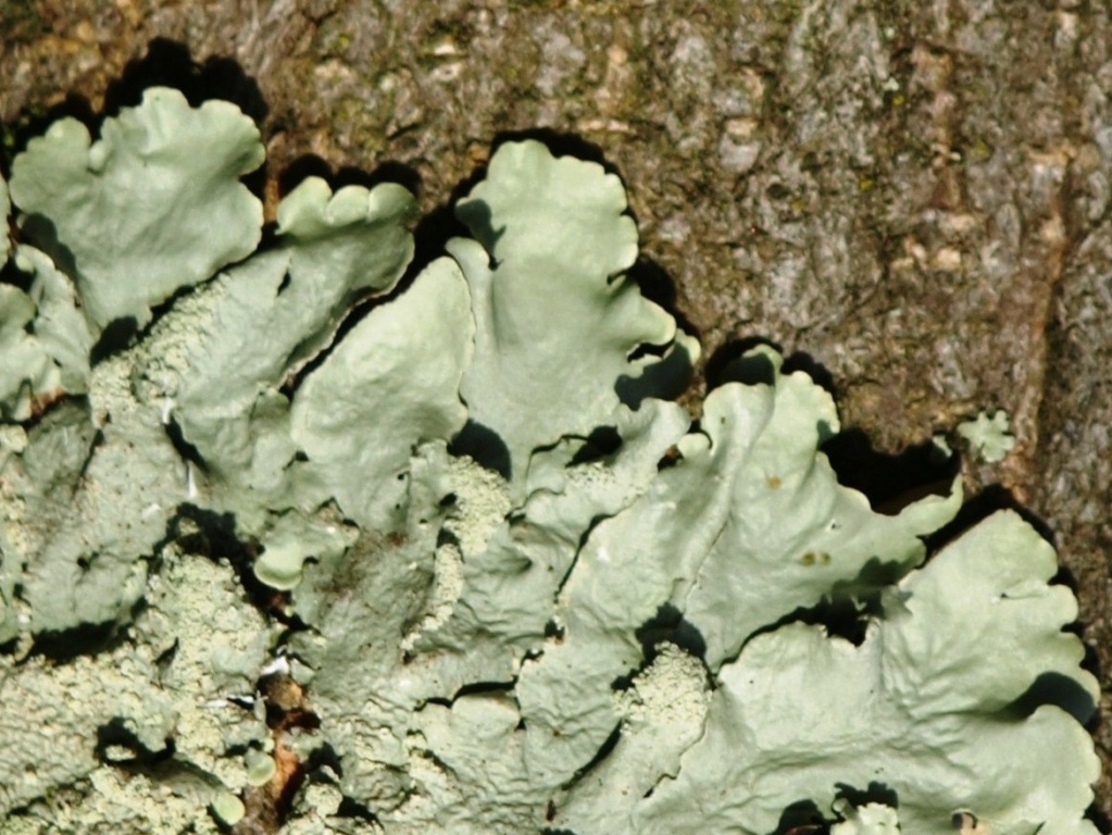 Flavoparmelia caperata Lichen10