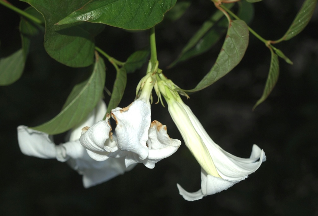 Mandevilla laxa (= Mandevilla suaveolens) - Page 3 Mandev14