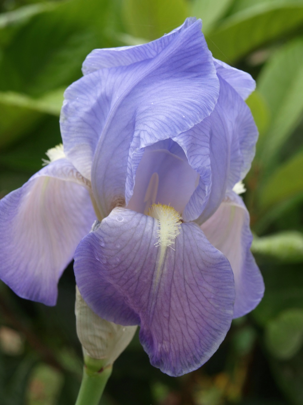 Iris mauve commun P110