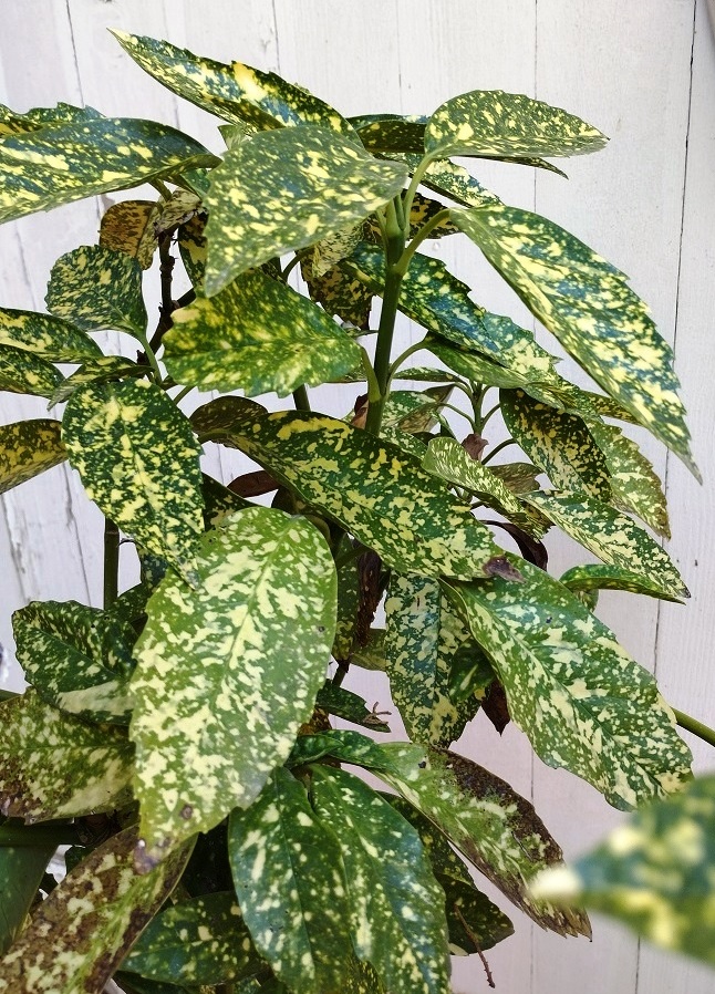 Aucuba japonica "Crotonifolia' - [identification] Plante10