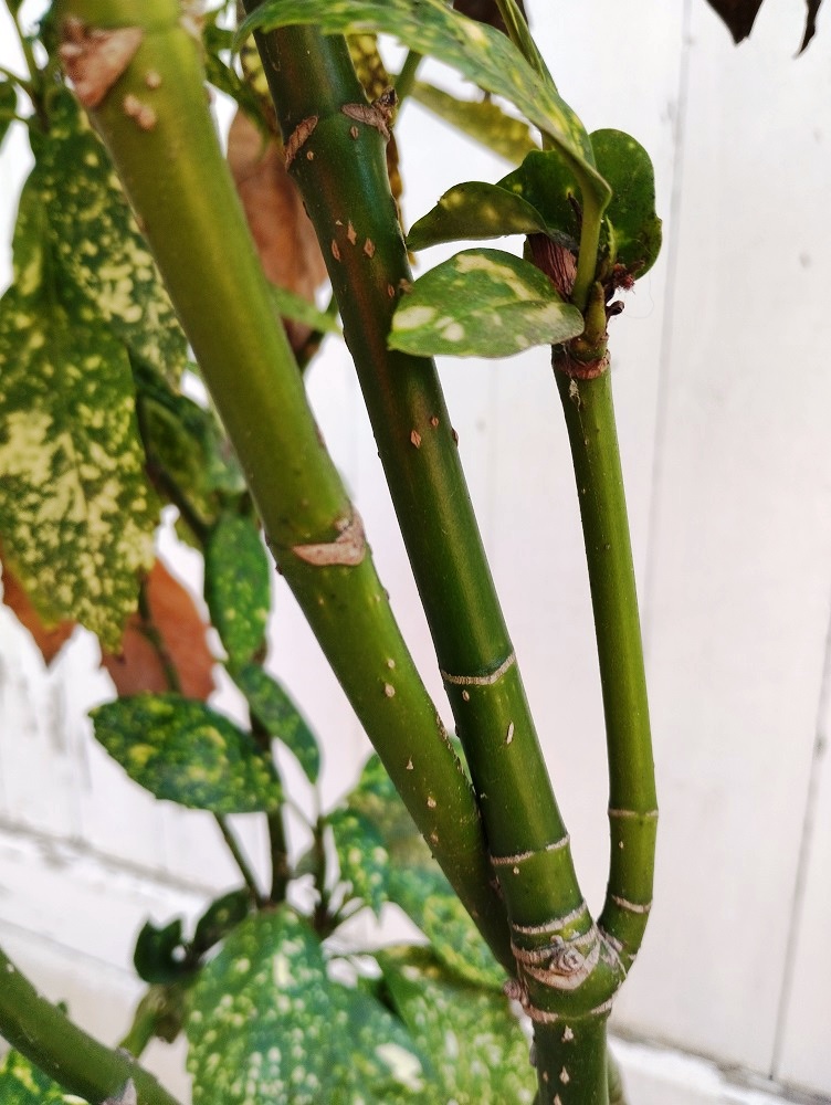 Aucuba japonica "Crotonifolia' - [identification] Plante11